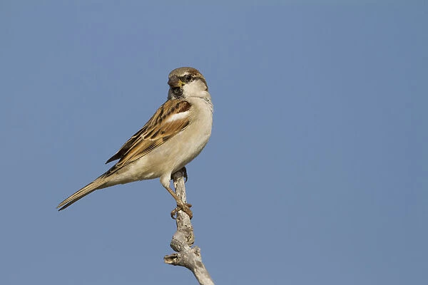 House Sparrow, Passer domesticus ssp hufufaen, adult male, Oman, Passer domesticus