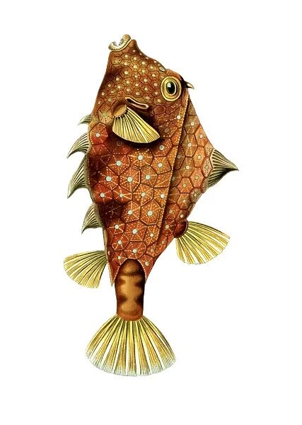 Illustration boxfishes Ostraciontes Kofferfilche