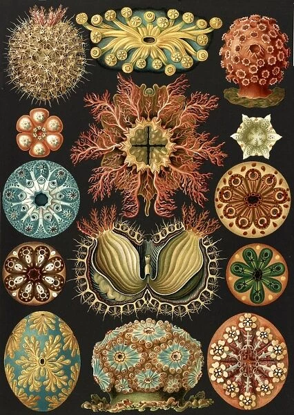Illustration showing a variety of sea squirts. Ascidiae. - Seescheiden, 1 print