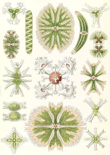 Illustration shows algae. Desmidiea. - Bierdinge, 1 print : color lithograph; sheet
