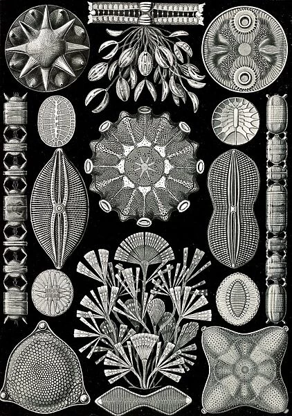 Illustration shows algae. Diatomea. - Schachtellinge, 1 print : photomechanical