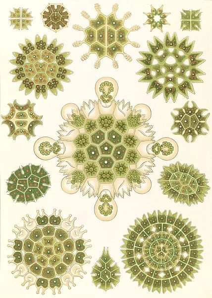 Illustration shows algae in the genus Pediastrum. Melethallia. - Gesellige Algetten