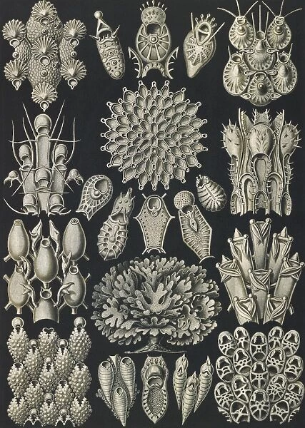 Illustration shows aquatic invertebrates