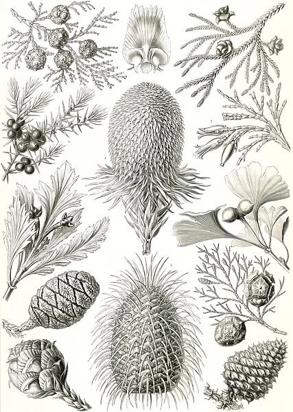 Illustration shows conifers. Coniferae. - Bapfenbaume, 1 print : photomechanical