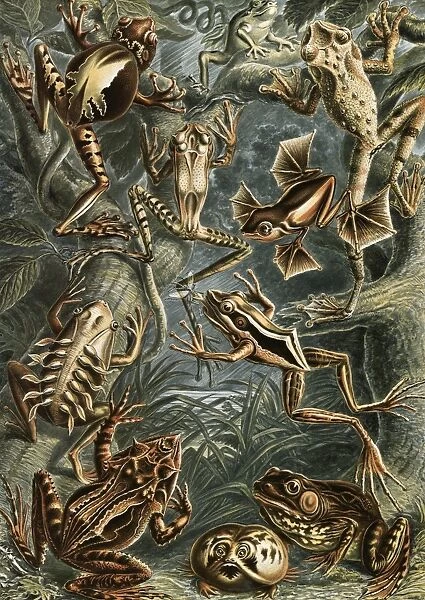 Illustration shows frogs. Batrachia. - Frosche, 1 print : color photomechanical