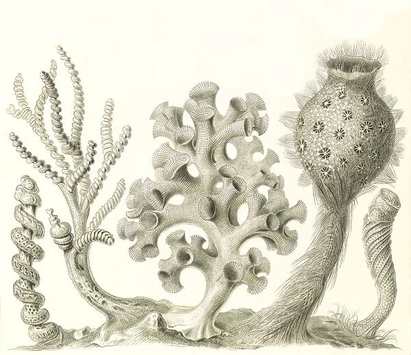 Illustration shows glass sponges. Hexactinellae