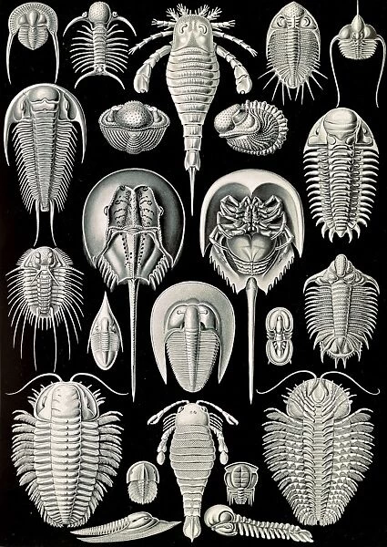 Illustration shows horseshoe crabs. Aspidonia
