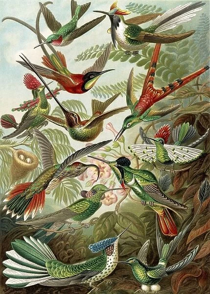 Illustration shows hummingbirds. Trochilidae