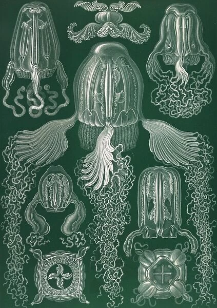 Illustration shows jellyfish. Cubomedusae