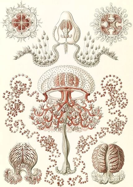 Illustration shows jellyfishes. Anthomedusae