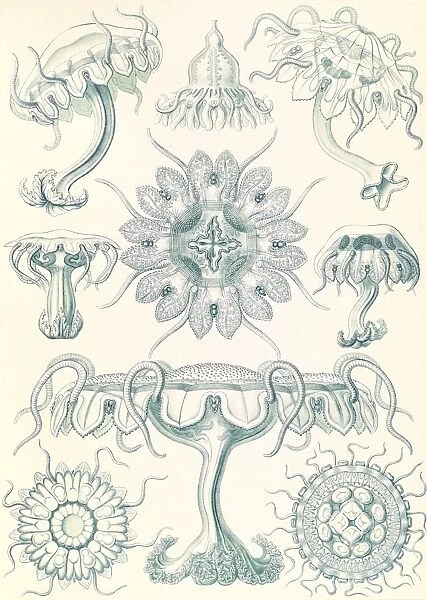 Illustration shows jellyfishes. Discomedusae