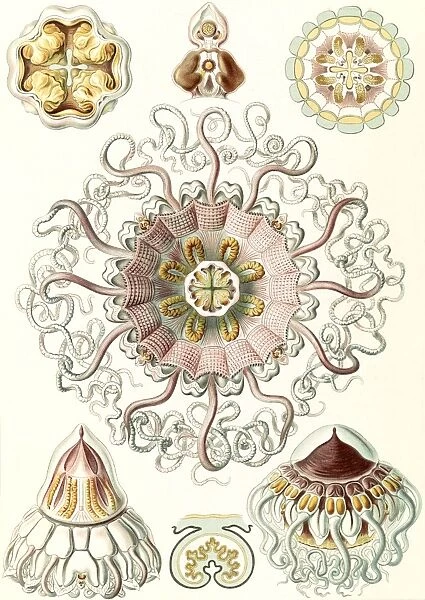 Illustration shows jellyfishes in the phyllum Cnidaria. Peromedusae. - Talchenquallen