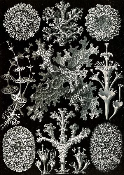 Illustration shows lichens. Lichenes. - Flechten, 1 print : photomechanical; sheet