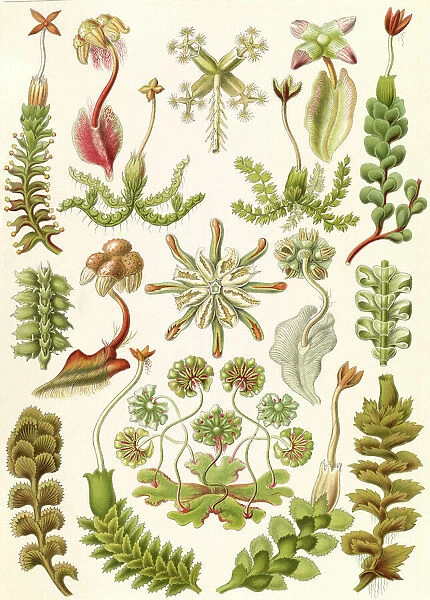 Illustration shows liverworts. Hepaticae