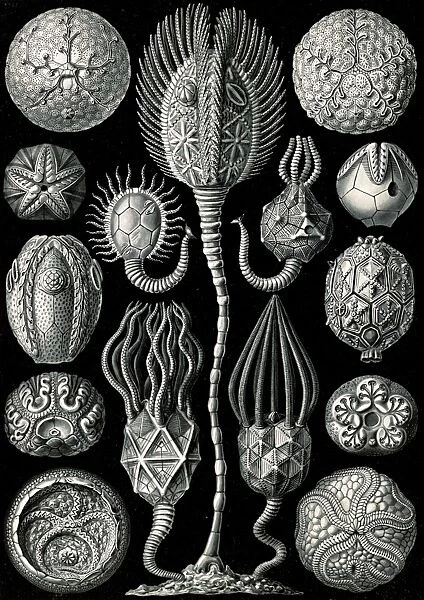 Illustration shows marine animals. Cystoidea