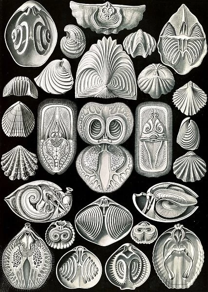 Illustration shows marine animals. Spirobranchia