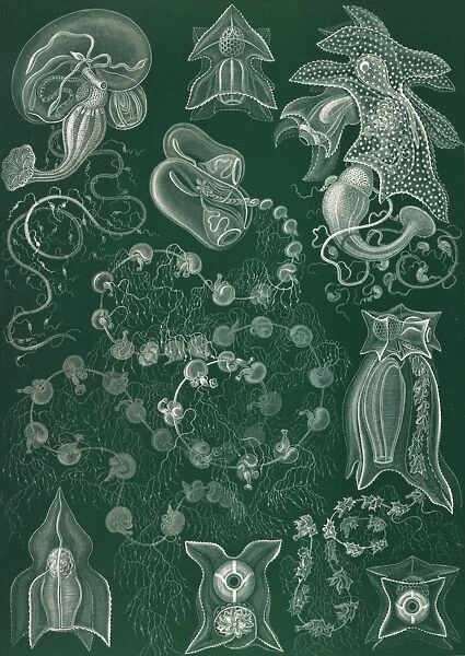 Illustration shows marine invertebrates. Siphonophorae. - Staatsquallen, 1 print