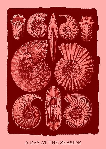 Illustration shows marine mollusks. Ammonitida