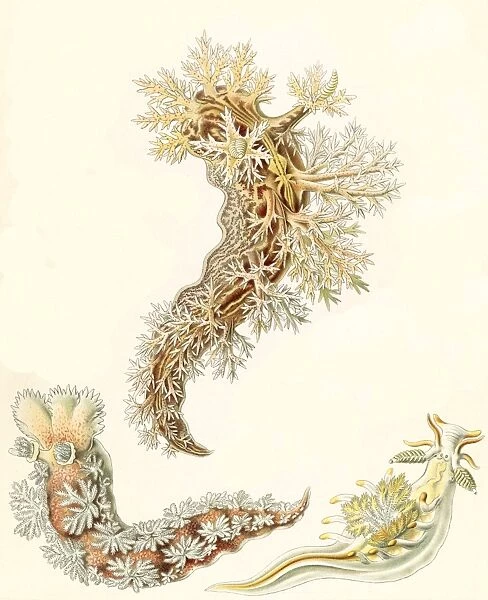 Illustration shows marine mollusks. Nudibranchia. - Nacktkiemen-Schnecken, 1 print