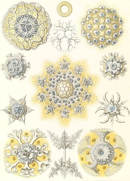 Illustration shows microorganisms. Polycyttaria