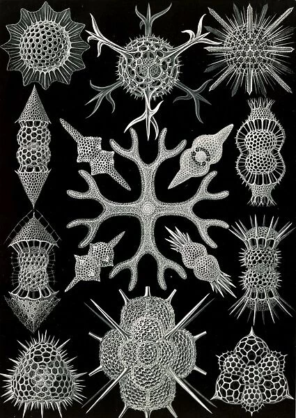 Illustration shows microorganisms. Spumellaria