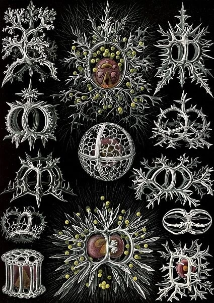 Illustration shows microorganisms. Stephoidea