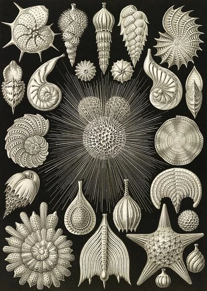 Illustration shows microorganisms. Thalamophora