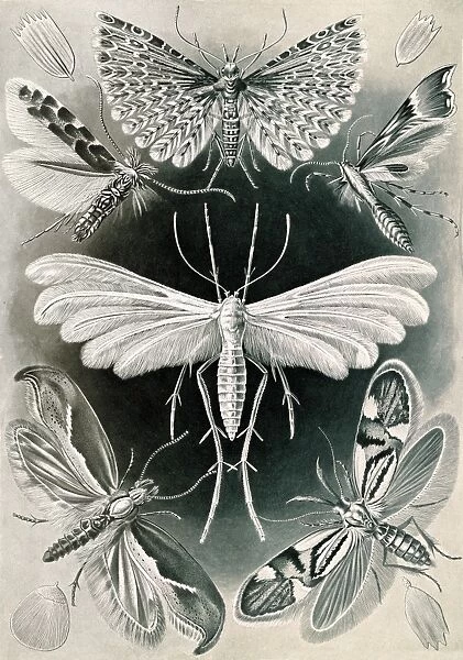 Illustration shows moths. Tineida. - Motten, 1 print : photomechanical; sheet 36 x 26 cm