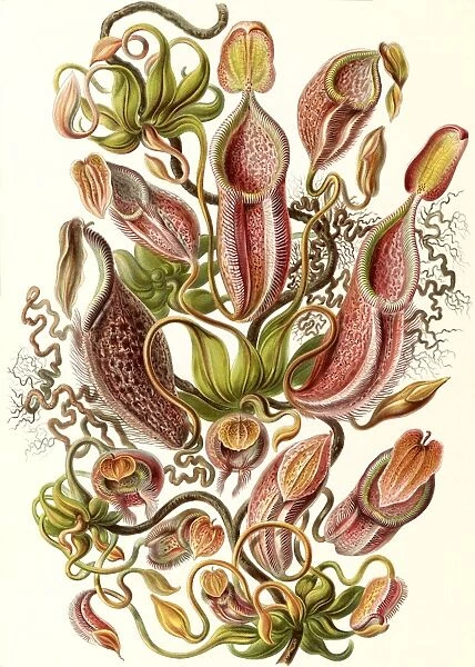 Illustration shows pitcher plants. Nepenthaceae