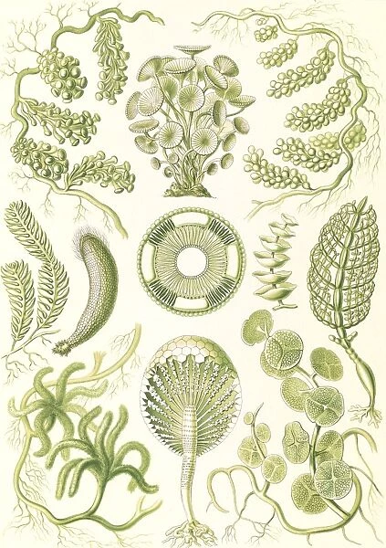 Illustration shows seaweed. Siphoneae. - Riesen-Algetten, 1 print : color lithograph