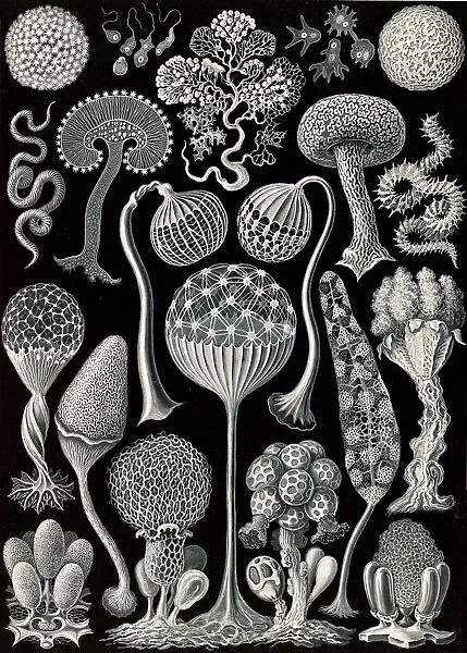 Illustration shows slime molds. Mycetozoa