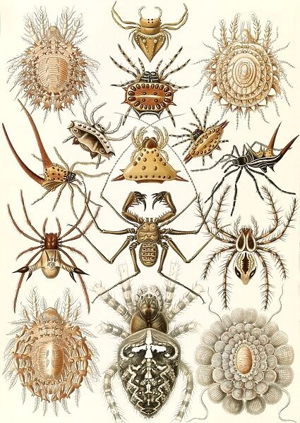 Illustration shows spiders. Arachnida. - Spinnentiere, 1 print : color lithograph