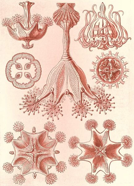 Illustration shows stalked jellyfishes. Stauromedusae. - Becherquallen, 1 print