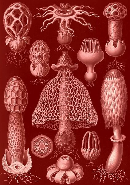 Illustration shows stinkhorn mushrooms. Basimycetes