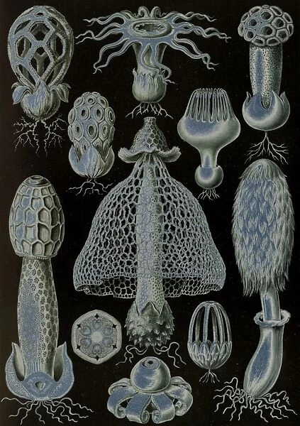 Illustration shows stinkhorn mushrooms. Basimycetes