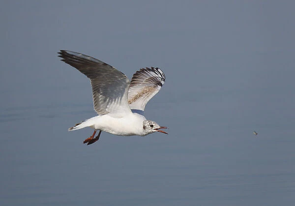 Immature Black-headed Gull flying low over water surface catching emerging water insects, Chroicocephalus ridibundus