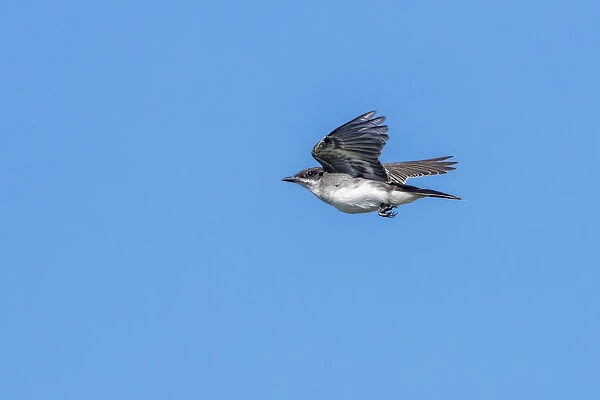 Immature Eastern Kingbird, hunting fly over meadow in Cape May, New Jersey, USA August 2016, Tyrannus tyrannus