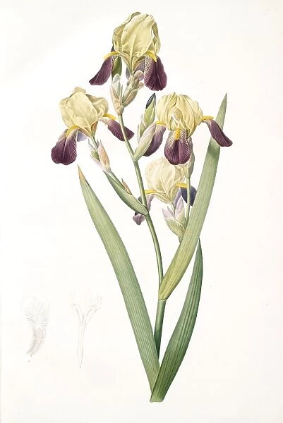 Iris squalens, Iris sale, Brown-flowered Iris, Redoute, Pierre Joseph, 1759-1840