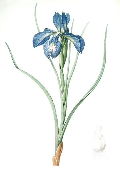 Iris xyphioides, Iris faux-xyphium; English Iris, Redoute, Pierre Joseph, 1759-1840