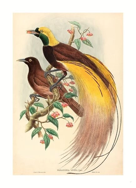 John Gould and W. Hart (British, 1804 - 1881 ), Bird of Paradise (Paradisea apoda)