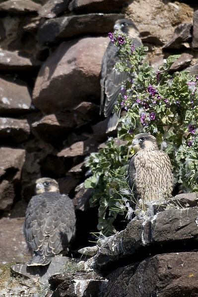 Juvenile Peregrine Falcons on the nest, Falco peregrinus