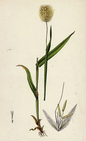 Lagurus ovatus; Ovate Hare s-tail-grass