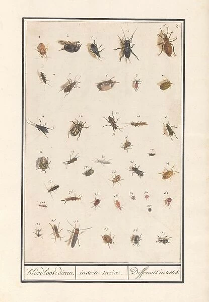 Leaf thirty-nine insects bloodless animals insect variae