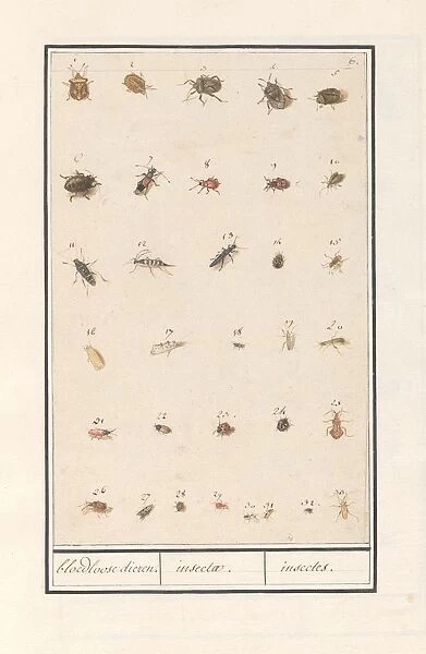 Leaf thirty-three insects bloodless animals insectae