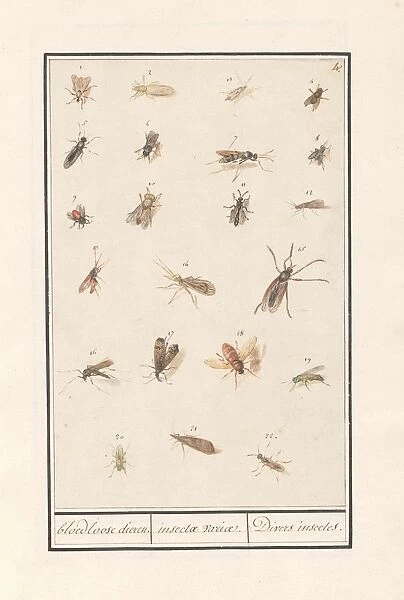 Leaf twenty-two winged insects bloodless animals