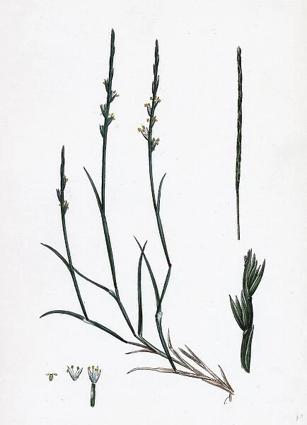 Lepturus filiformis; Sea Hard-grass