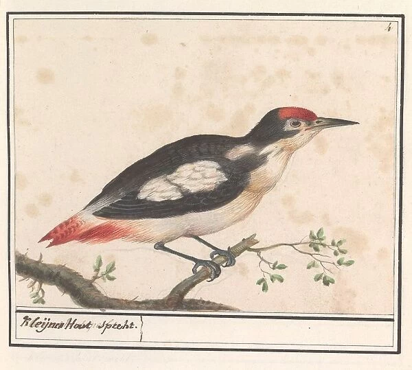 Lesser Spotted Woodpecker Dendrocopos minor Kleijnen Hout Woodpecker