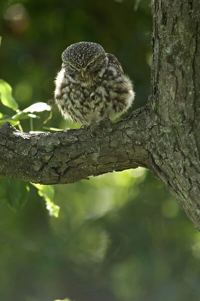 Little Owl perched in tree, Athene noctua, Netherlands