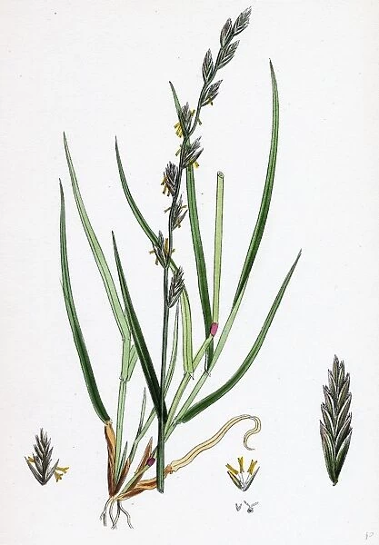 Lolium eu-perenne; Common Rye-grass
