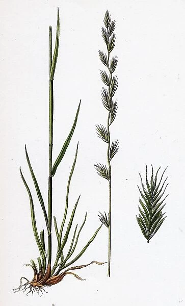 Lolium Italicum; Italian Rye-grass